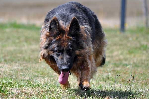 Are German Shepherds Easy for Beginners to Train