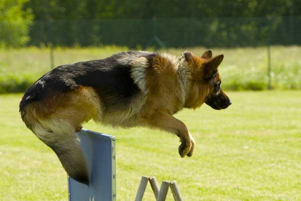 Are German Shepherds Easy to Train? Absolutely!