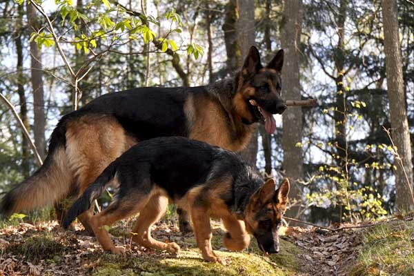 Are German Shepherds Good Hunting Dogs? Hunting for the Perfect Partner
