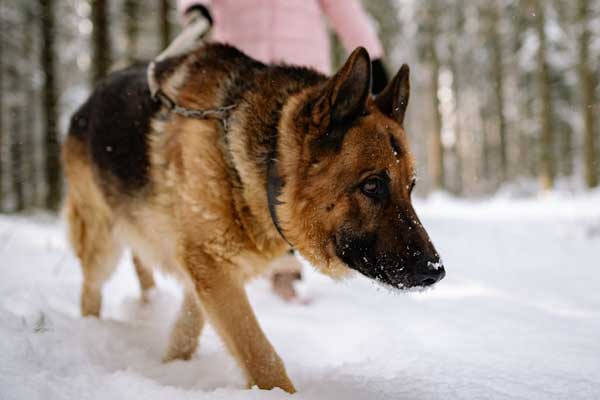 Are German Shepherds Good for First-Time Dog Owners? Here’s What You Need to Know