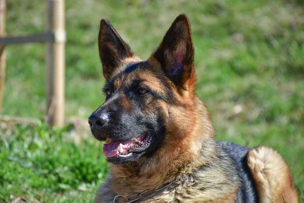 Are German Shepherds good guard dogs