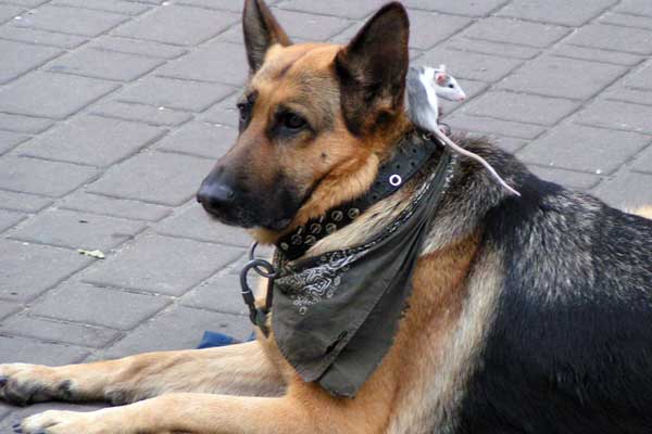 Can German Shepherds Be Left Alone