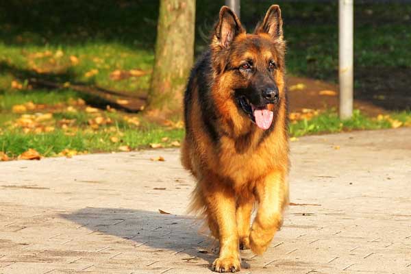 Different Types of German Shepherds