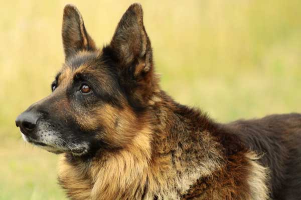 Do German Shepherds Drool? The Surprising Truth