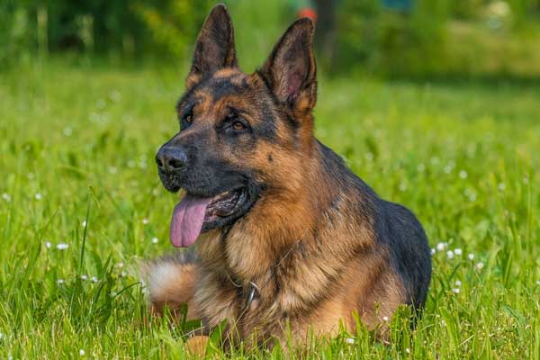 Do German Shepherds Make Good Guard Dogs