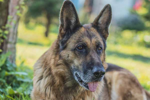 Do German Shepherds Naturally Protect Their Owners