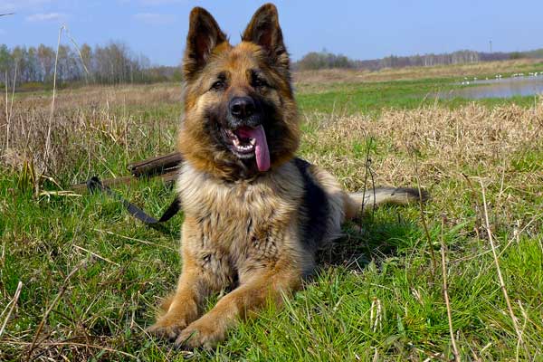 German Shepherd Bite Force: Incredible Facts You Didn’t Know