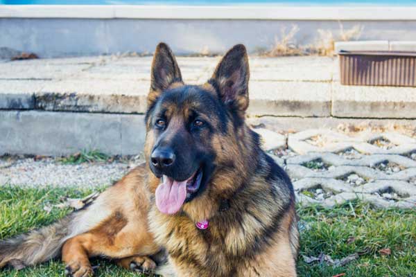 19 Common German Shepherd Health Problems: How to Identify and Treat