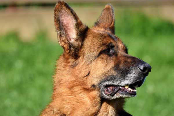 German Shepherd Needs a Vet Visit for Ear Issues