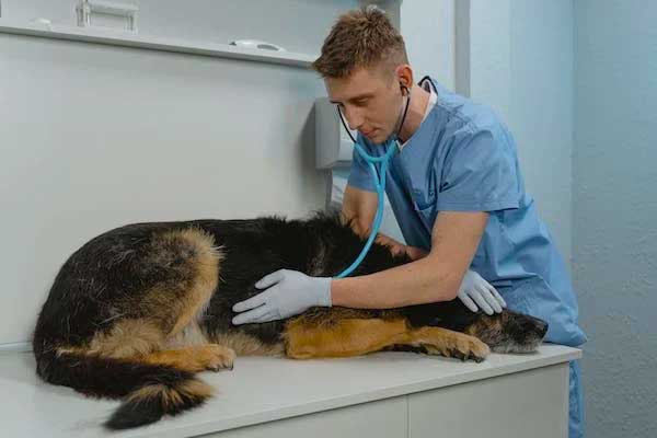 German Shepherd Regular Check-Ups with Your Veterinarian 