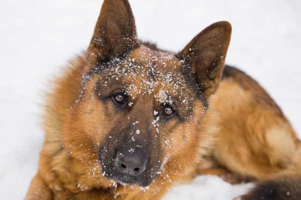 How Cold Is Too Cold for a German Shepherd