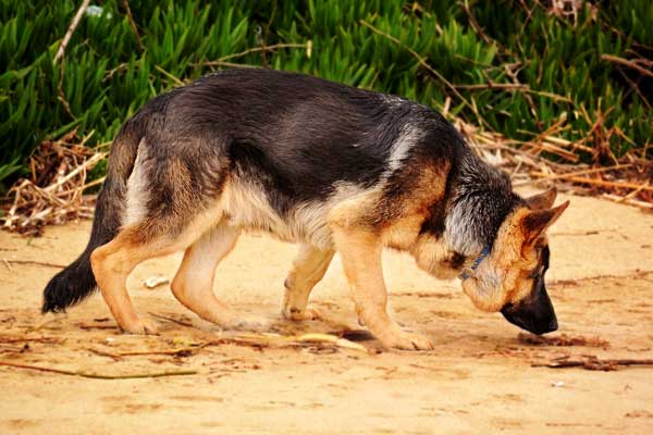 How to Train Your German Shepherd to Hunt