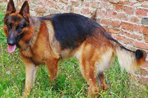 Most Popular Dog Breeds in Police Force