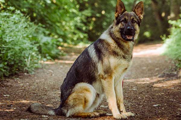 Are German Shepherds Good for First-Time Dog Owners? Here's What You ...