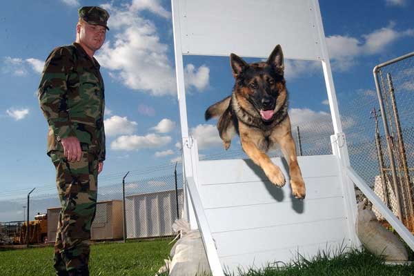 Protection training for a German Shepherd