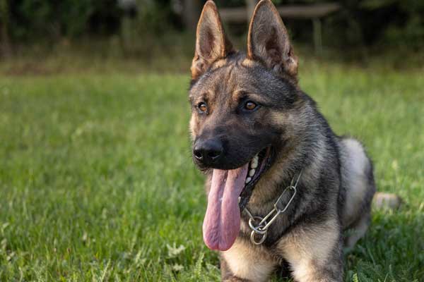 Signs of Affection from Your German Shepherd