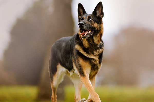 What Types of Game Can a German Shepherd Hunt
