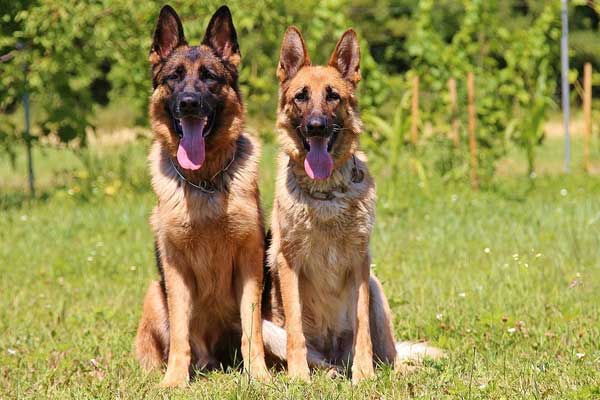 What Were German Shepherds Bred For