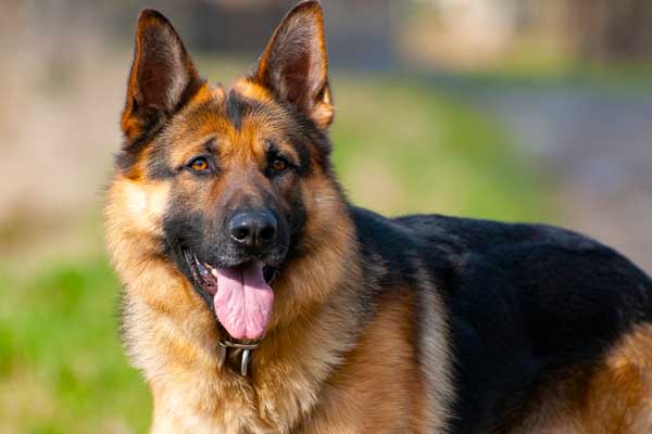 Why Are German Shepherds Used as Police Dogs