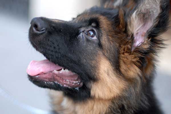 Why Do German Shepherds Drool So Much