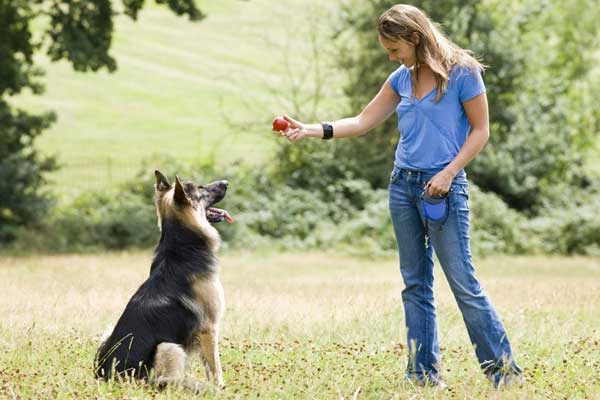 Why Does My German Shepherd Follow Me Everywhere? Unlocking the Mystery