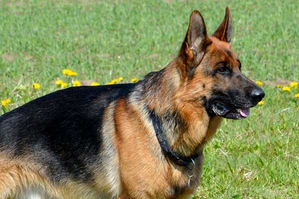 Why Does My German Shepherd Jump on Me? 5 Tips to Stop This Unwanted Behavior and Keep Your Pup Entertained!