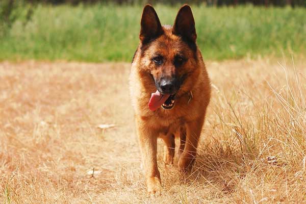 Why your German Shepherd is Jumping on You